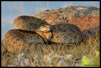 Prairie Rattlesnake