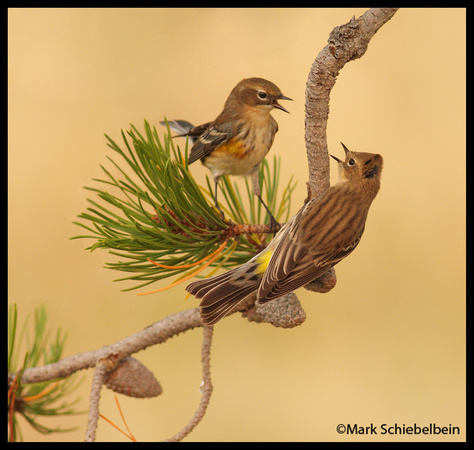 Yellow-Rumped Warblers
