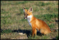 Red Fox Pup