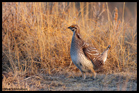 Sharptail Grouse(male)