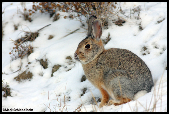 Nuttall`s Cottontail