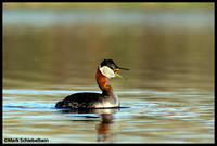 Red-necked Grebe\