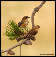 Yellow-Rumped Warblers