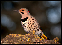 Woodpeckers, Allies (Family Picidae)