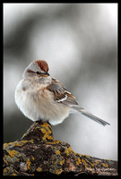 Sparrows, Towhees, Longspurs, Juncos (Family Emberizidae)