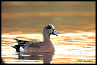 Ducks, Geese, Swans (Family Anatidae)