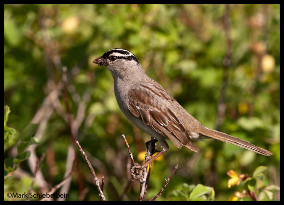 Whitecrown Sparrow