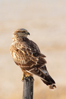 Hawks (Family Accipitridae)