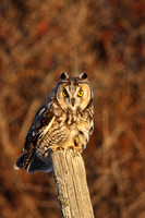 Owls (Family Strigidae)
