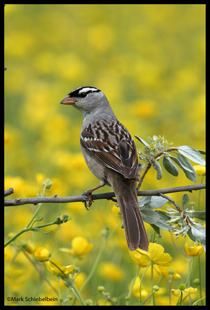 Whitecrown Sparrow