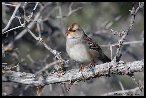 Whjte-crowned Sparrow (Juvenile)