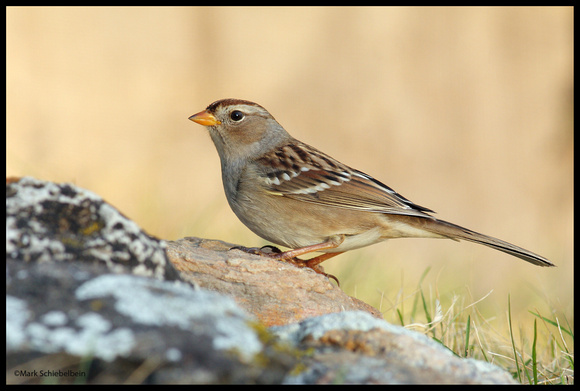 White-crowned Sparrow (immature)